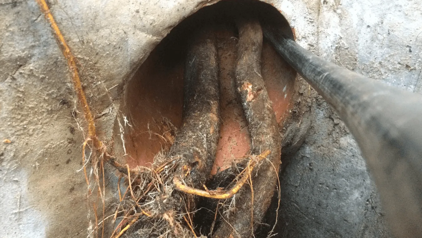 Tree Root Intrusion Requires Hydro Jetting